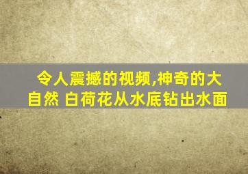 令人震撼的视频,神奇的大自然 白荷花从水底钻出水面